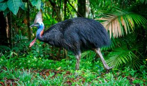 Cassowary, Queensland, Australia.